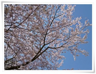 桜さくら