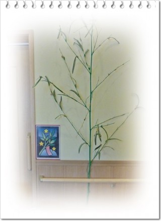 笹を飾りましょう