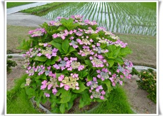 梅雨ですねぇ 梅雨ですねぇ