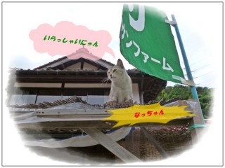 頑張ってくださいにゃん 頑張ってくださいにゃん