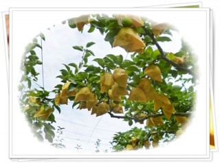 みんな取りターイ みんな取りターイ