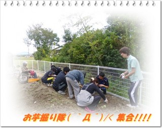 今年の芋ほり隊は若手ぞろい！