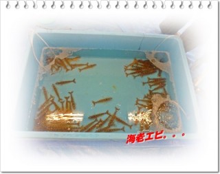 海老さんスタンバイOKです