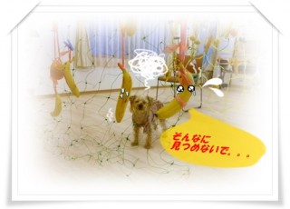 アン　黄色い物に囲まれる！