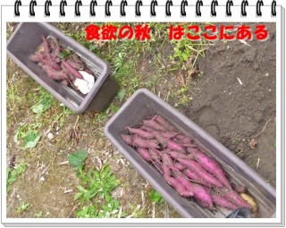 収穫できました！