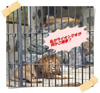 仲良しライオン♥ 仲良しライオン♥
