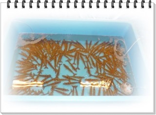 エビエビ。。。