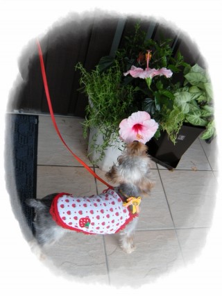 食べてもいいですか？