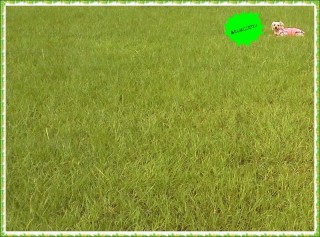 アン はここ! アン はここ!