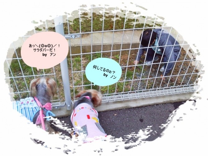 杜の草取り名人現る! 杜の草取り名人現る!