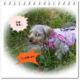 何なんだ、あれはΣ(ﾟдﾟlll)