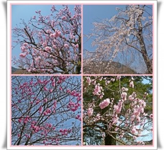 吉香公園内のお花たち