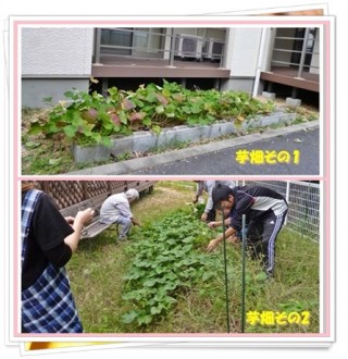 うちの芋畑! うちの芋畑!