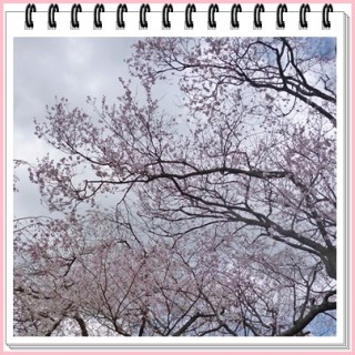 徳佐のさくらさんたち