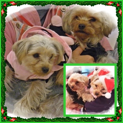 アンとノンも　クリスマス