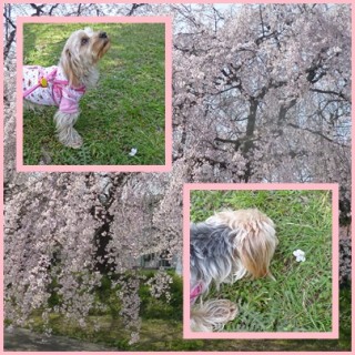 クンクンクンお花が降ってきたァ