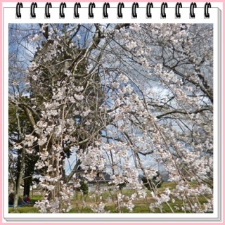 この枝垂れ具合いがいいねぇ