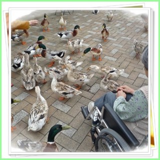 ネギはしょっていませんが